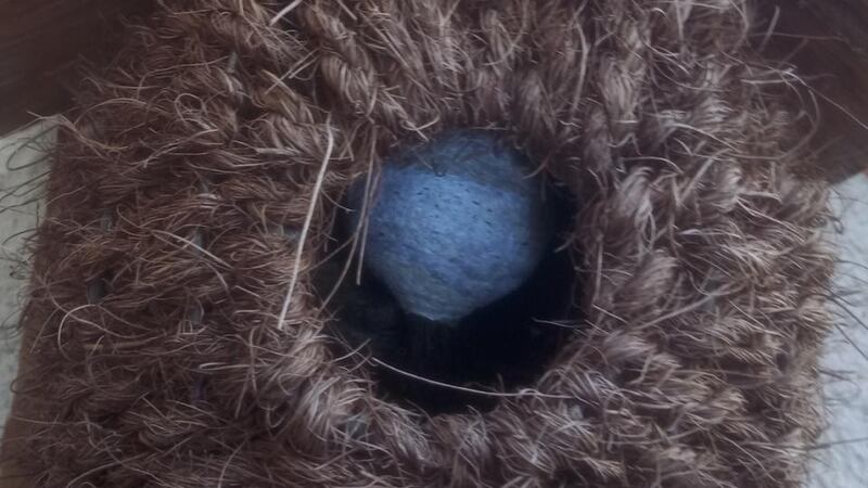 Eyes on nature: the blue-grey nest that wasps built in Brigid Murtagh’s bird house The blue-grey nest that wasps built in Brigid Murtagh’s bird house