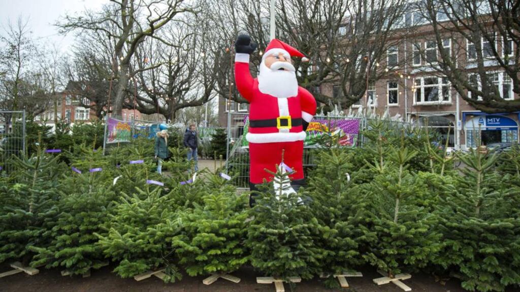 Christmas trees awaiting a good home. Photo: Bart Maat/EPA