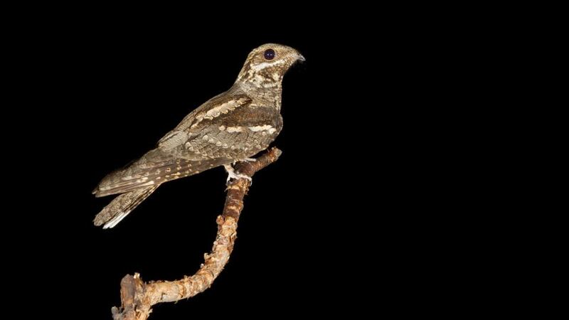Eyes on nature: a nightjar like the one that visited Sandy Stokes. Photograph: Saverio Gatto/Getty