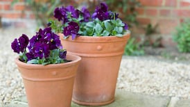 Colourful winter garden pot displays: Here’s how to get them right