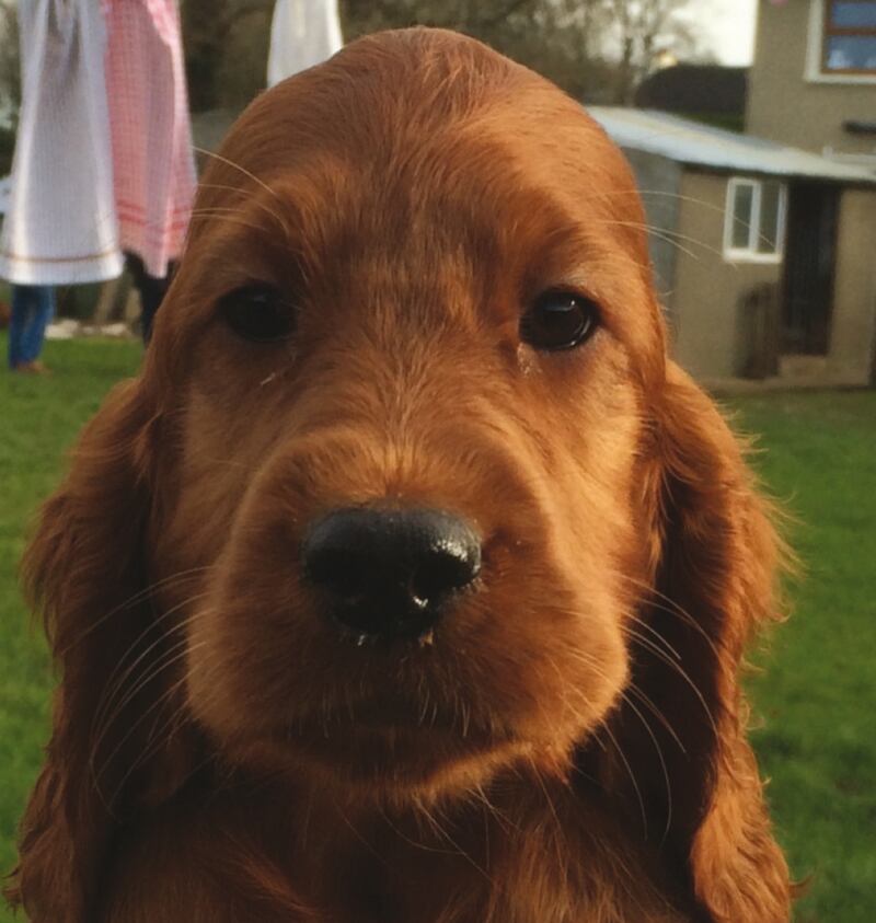 In James Joyce’s Ulysses, The Citizen,  a virulent racist,  is accompanied by his equally malevolent dog, Garryowen. This was the name of a famous Irish Red Setter