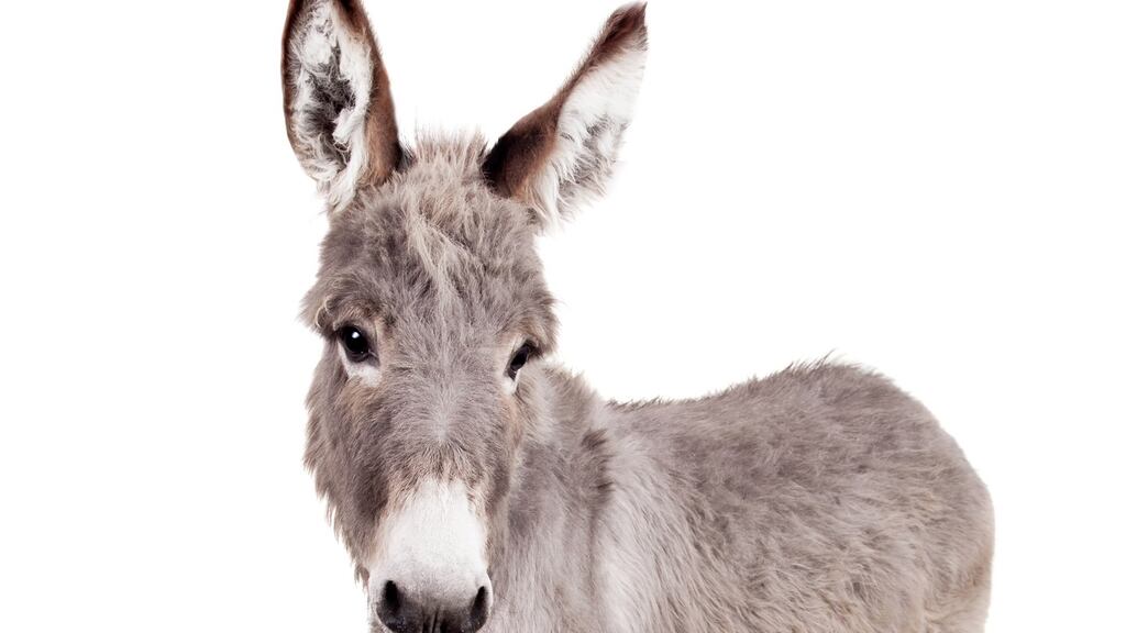 Nursing homes around the country have animals ranging from donkeys to rabbits.