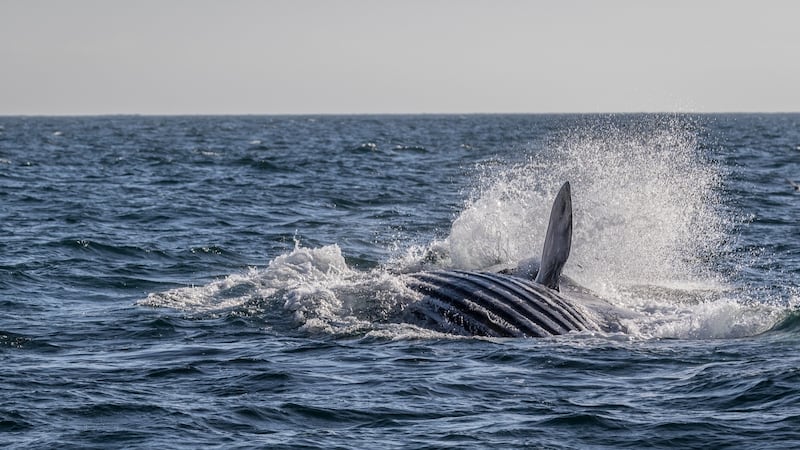 You can combine whale-watching with a splash of luxury at Inchydoney Island Lodge and Spa in West Cork