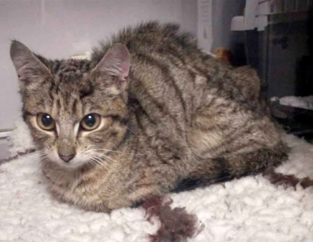 A cat who became trapped within the walls of Dealz in Athenry, Co Galway, recovering after her ordeal. Photograph: Galway SPCA