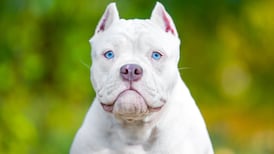 Hefty fines and prison sentences proposed in attempt to end ‘barbaric’ dog ear cropping