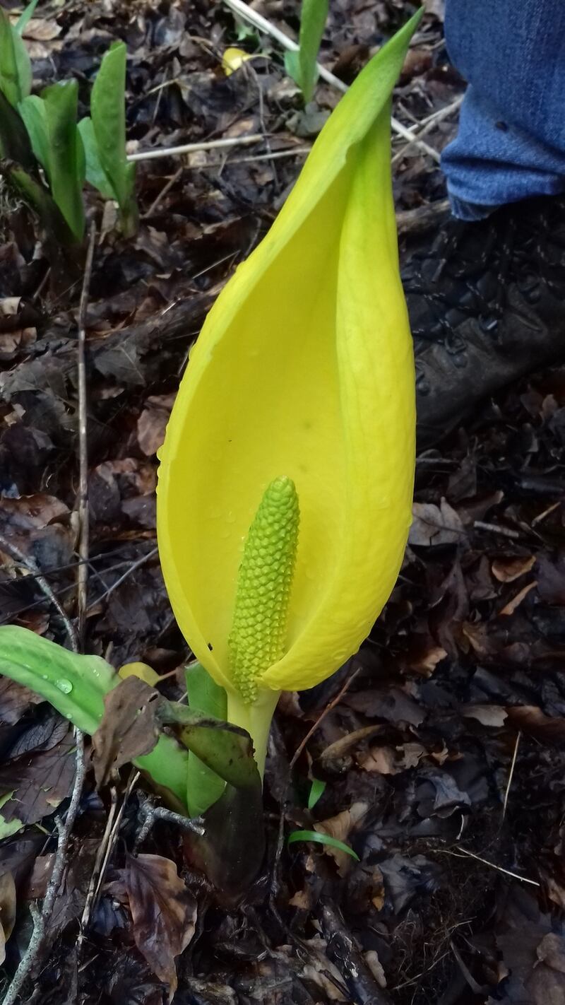 American skunk cabbage.