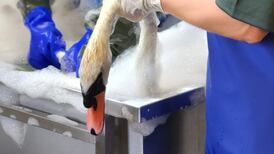 Wildlife rescued in Dublin park following diesel spill at Bank of Ireland