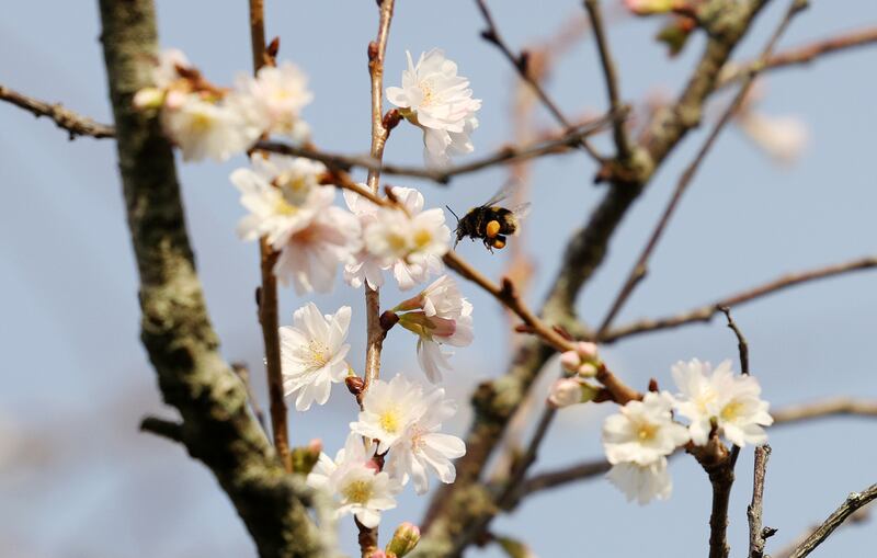 Prunus subhirtella Autumnalis reaches an average height and spread of 3 metres x 8 metres. Photograph: Laura Hutton