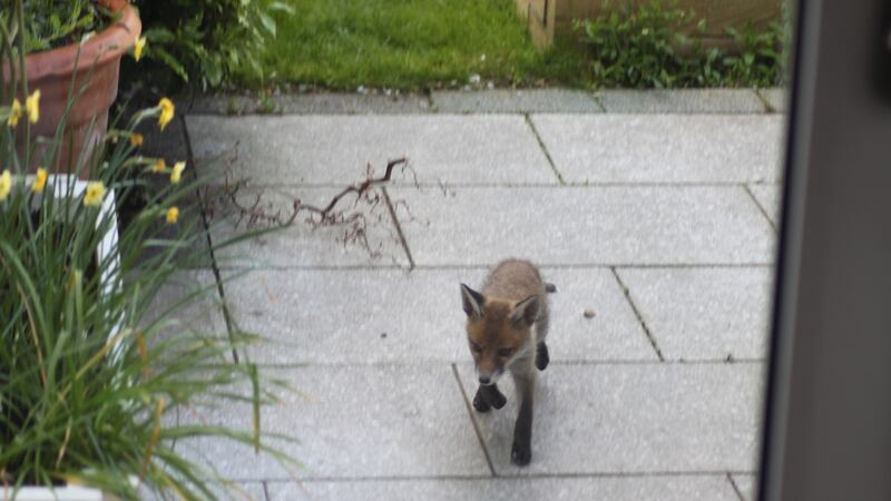 One of the fox cubs in Denis Donohoe’s garden