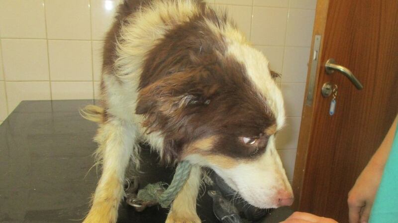 The dogs found on Seamus Looby’s Co Limerick farm were in poor condition. Photograph: ISPCA