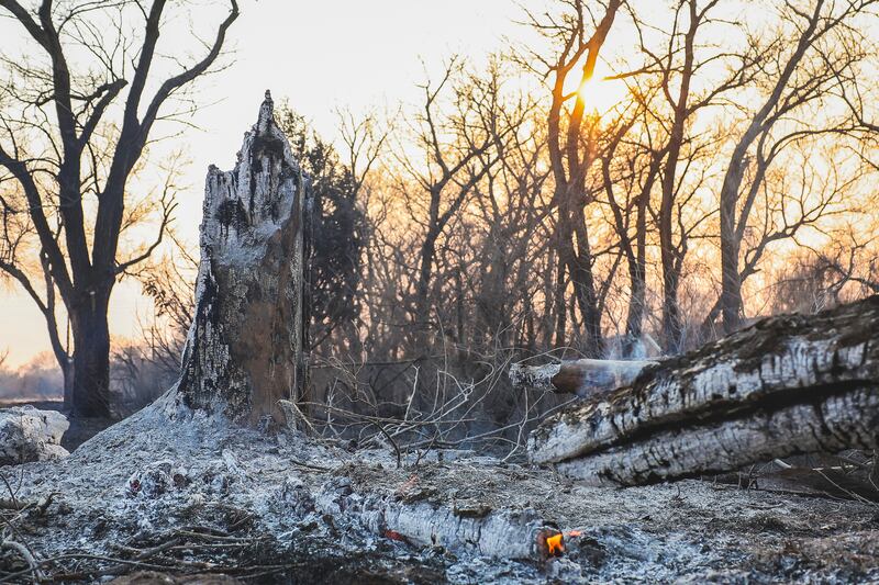 Charred tree trunks smoulder in Canadian, Texas. Photograph: David Erickson/AP
