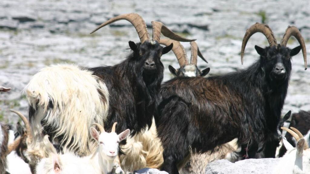 ‘Níor dhein mise ná mo chuid gabhar aon ionsaí air’