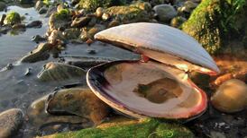 Eye on Nature: Your notes and queries for Ethna Viney