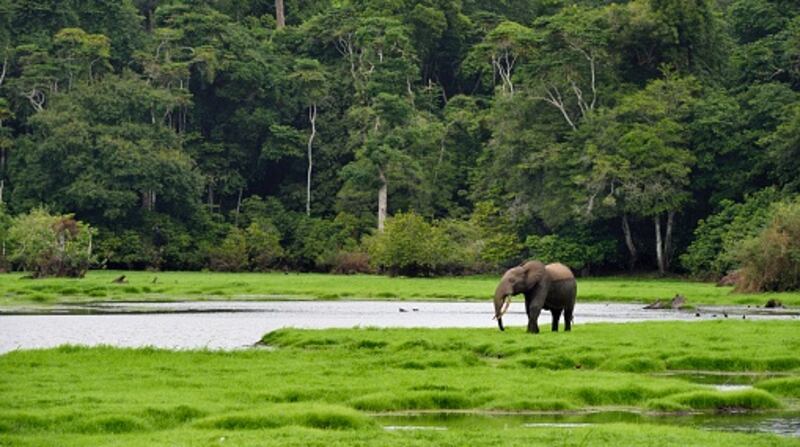 Gabon, Ogooue-Maritime Province, Loango National Park, Akaka site in the Fernan Vaz (Nkomi) Lagoon, African forest elephant (Loxodonta cyclotis)