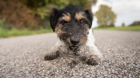 Dog ‘thrown out’ onto M50 is an unusual case, DSPCA says