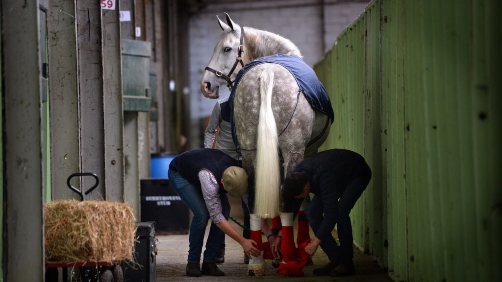 Kevin Skelly, Ivan Ryam and Joseph Coyle  tend to  Pushkin  at the opening day of the 2019 Dublin Horse Show in the RDS. Photograph: Dara Mac Dónaill