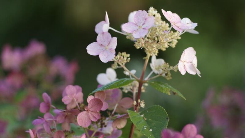 Dried hydrangeas make a lovely addition to Christmas wreaths