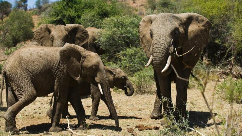 A herd of elephants feeding at Loisaba Nature Conservancy in Kenya. Photograph: Lar Boland