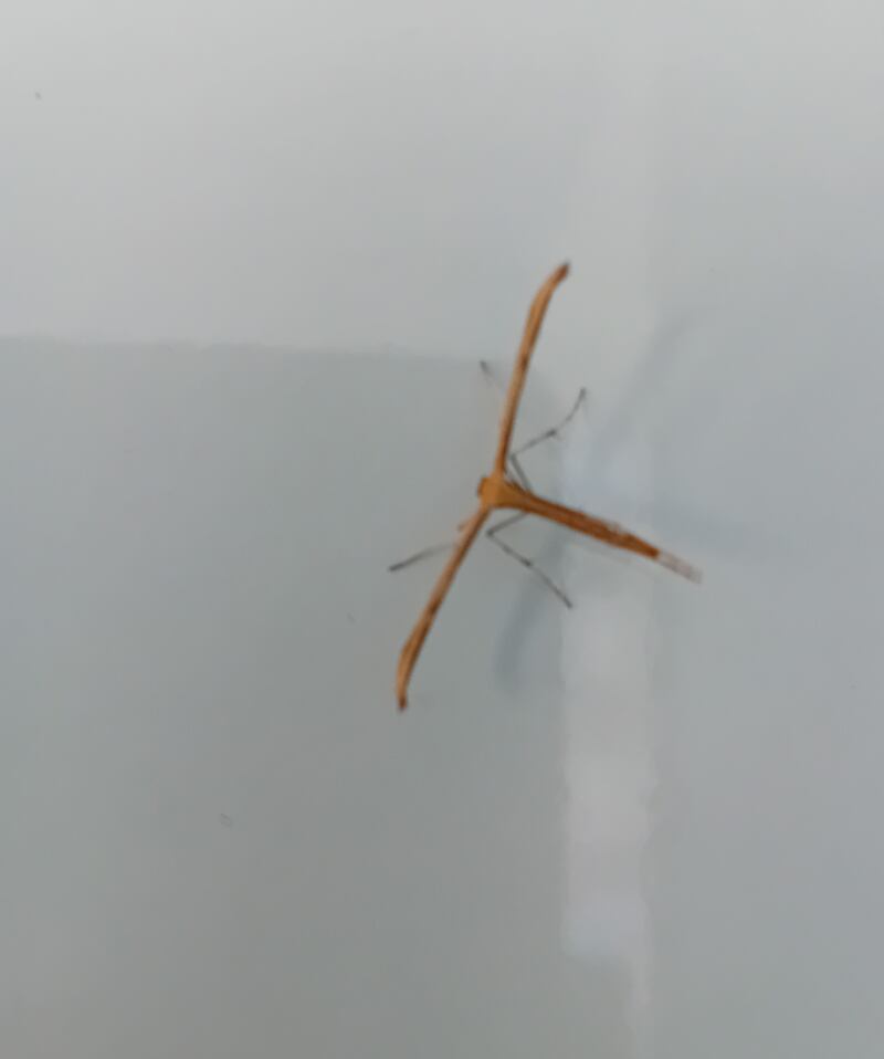 Common plume moth. Photograph supplied by Michael Hannon