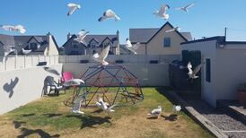 Seagulls in Dublin accused of creating ‘uncivilised and dangerous’ conditions
