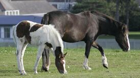 Abandoned horses left exposed to ‘unimaginable suffering’