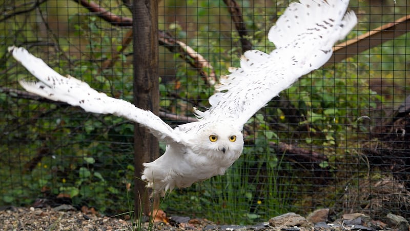 A snowy owl takes flight in the Wild Ireland Sanctuary in Burnfoot, Co Donegal. Photograph: Joe Dunne