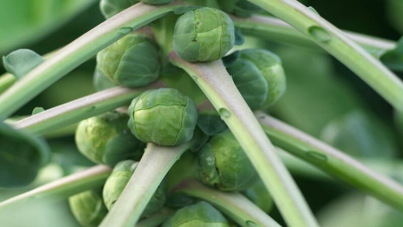 Brussels sprouts growing in an Irish garden. Photograph: Richard Johnston