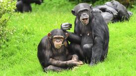 What are they saying? Hours of ‘chimp chat’ uploaded online