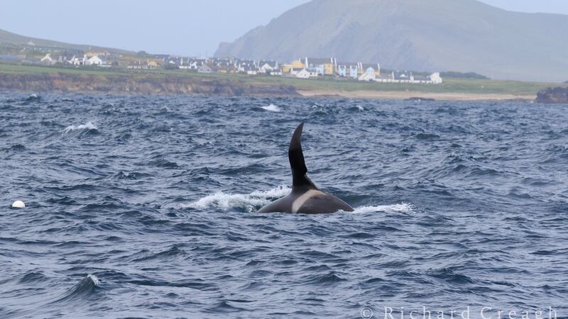 A killer whale has been spotted off the coast of west Kerry. Photograph: Richard Creagh