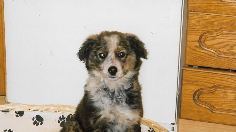 ‘Gypsy  was a magnificent companion and friend and the pinnacle of good health, never causing one moment’s bother in all of those years.’