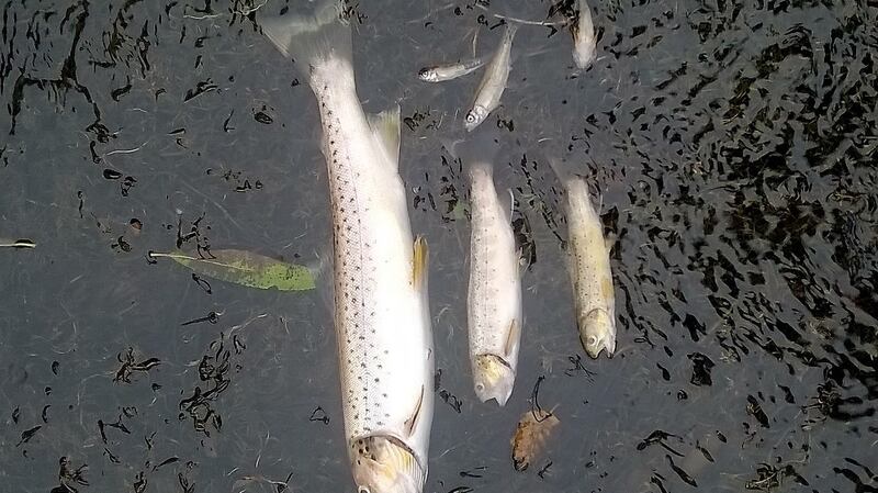 Dead fish on the River Clywedog, near Wrexham, north Wales