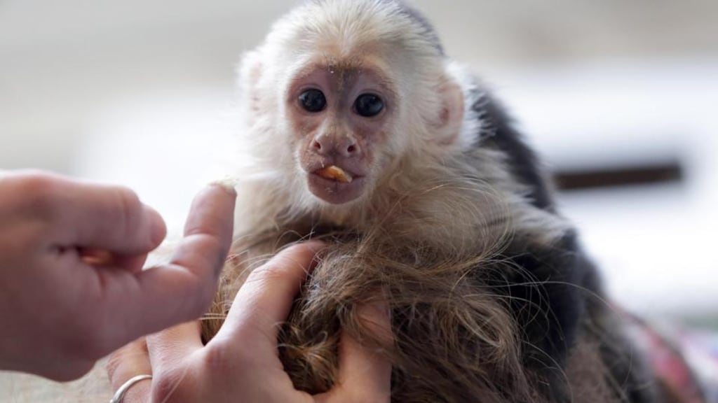 Capuchin monkey ‘Mally” sits on the head of an employee in an animal shelter in Munich, Germany. Photograph: Matthias Schrader/AP Photo