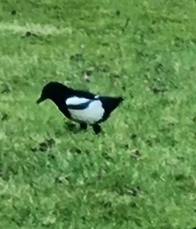 A magpie minus its tail feathers. Photograph: Francis Chance