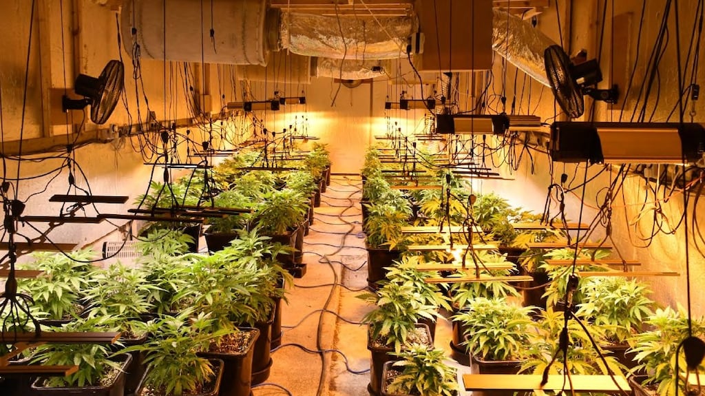 During the course of the search, a ‘sophisticated growhouse’ was discovered in the residence. Photograph: An Garda Síochána