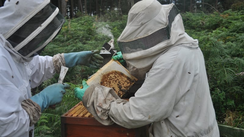 Many farmers or owners of vacant property are happy to host hives in their fields and many companies in towns and cities are fast beginning to capitalise on green initiatives that reintroduce honeybees into our environments.