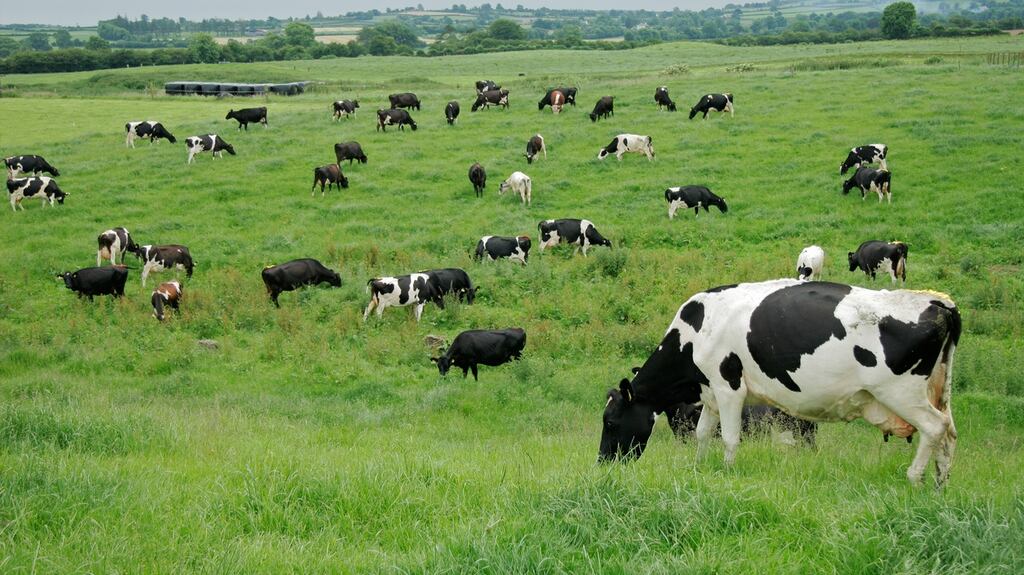 Dairy farmers were willing to pay “top dollar” to lease land in 2017. Photograph: iStock