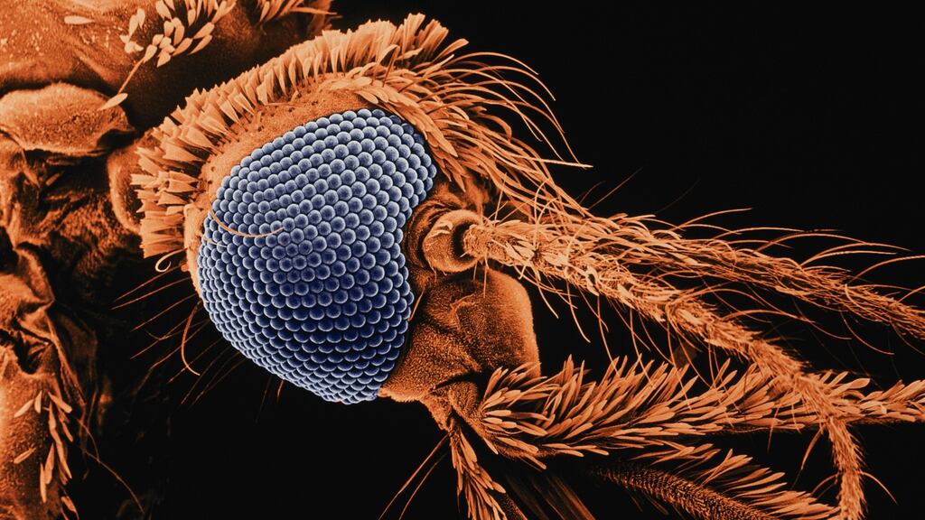 Mosquitos carry several diseases such as malaria, dengue fever, and zika.