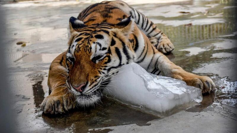 A tiger embraces a large lump of ice at Karachi Zoo, Pakistan, June 24th, 2015. Photograph: Shahzaib Akber/EPA