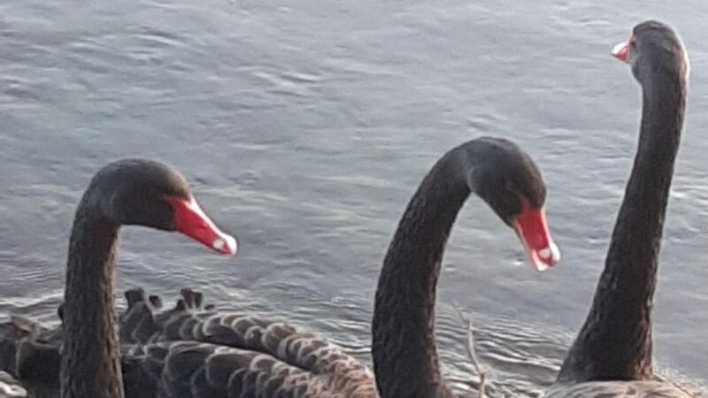 There have been several reports of these exotic visitors to the Suir near Clonmel.