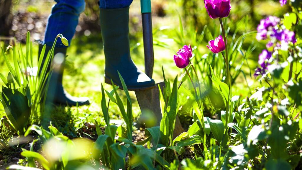 May is one of the busiest months of the Irish gardening year, a time to sow and plant many kinds of vegetables, herbs and ornamentals.  Getty