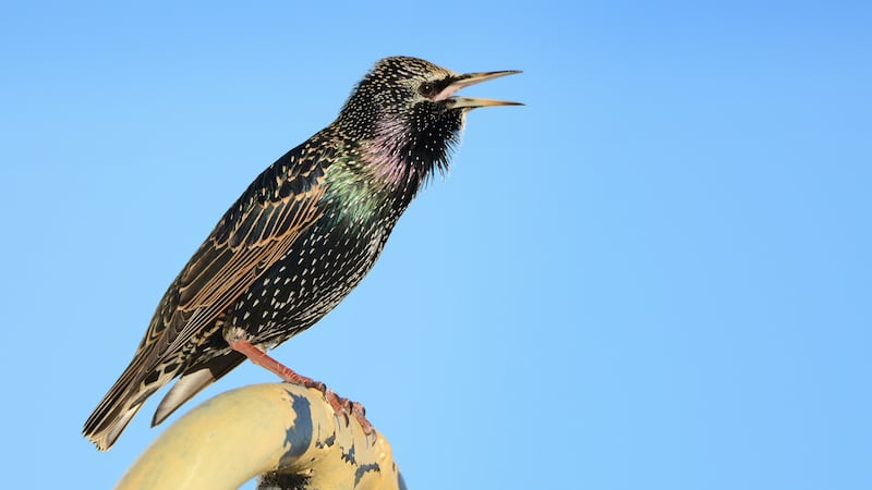 A starling. Photograph: Brian Burke