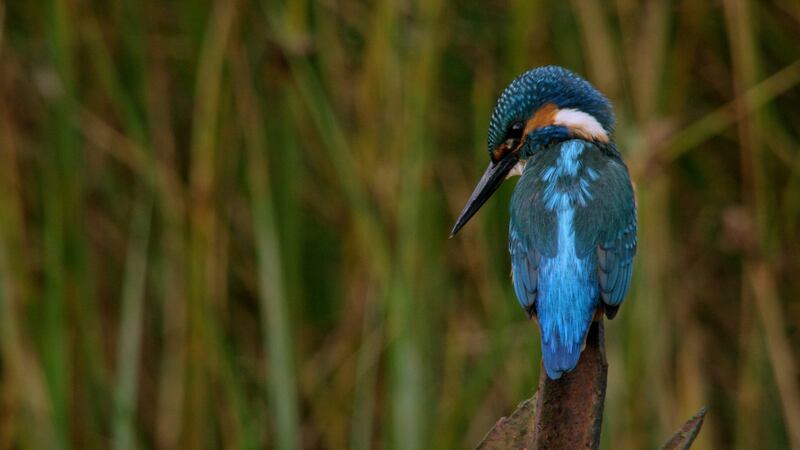 A kingfisher in Belfast, from the Wild Cities series on RTÉ One