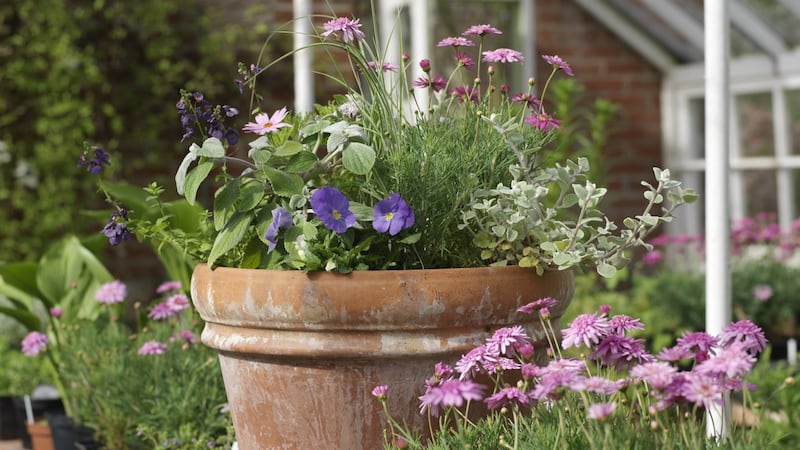 Summer bedding plants in a pot. Photograph: Richard Johnston