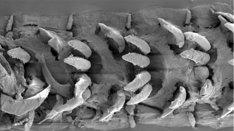 An electron microscope image of limpet teeth.