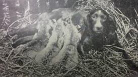 When Dublin did a roaring trade in lions