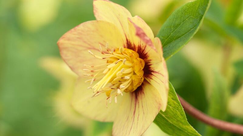 A yellow-flowered form of Helleborus x hybridus Photo Credit Richard Johnston
