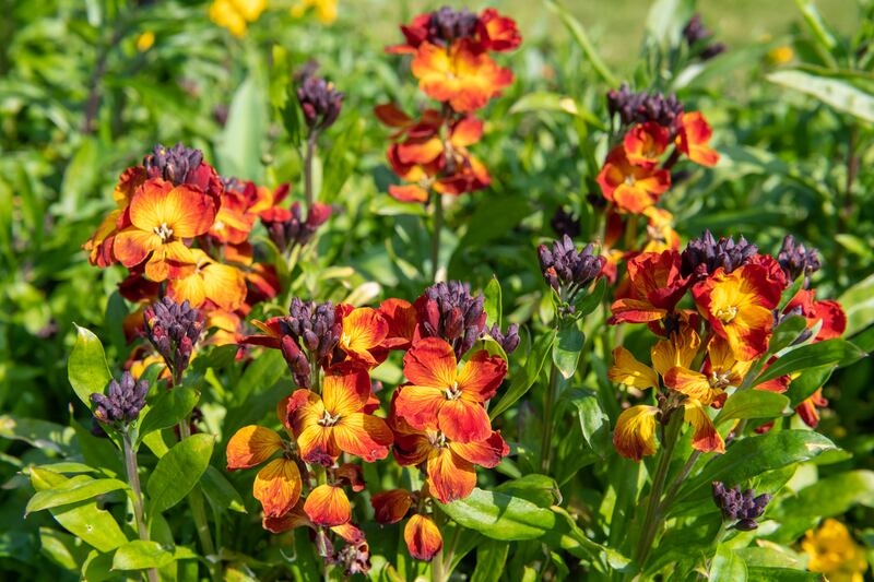Red wallflowers (erysimum cheiri). Photograph: iStock