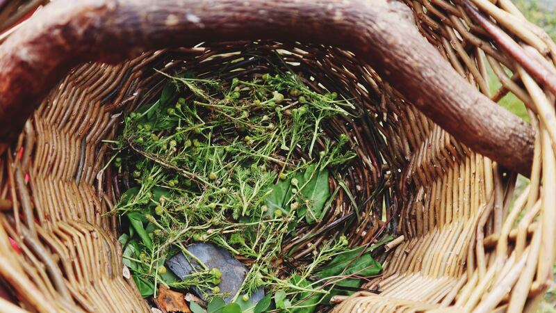 Learning about the medicinal benefits of wild flowers and plants. Photograph: Melissa McDermott