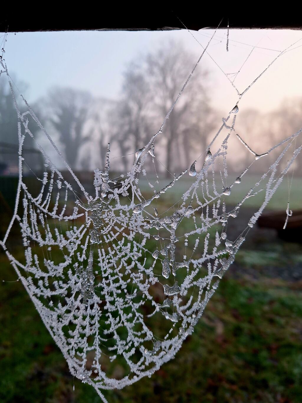 Frozen cobweb in Moylough, Co. Galway.