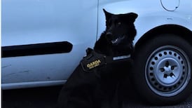 Garda dog finds suspect in ditch after Cork carjacking
